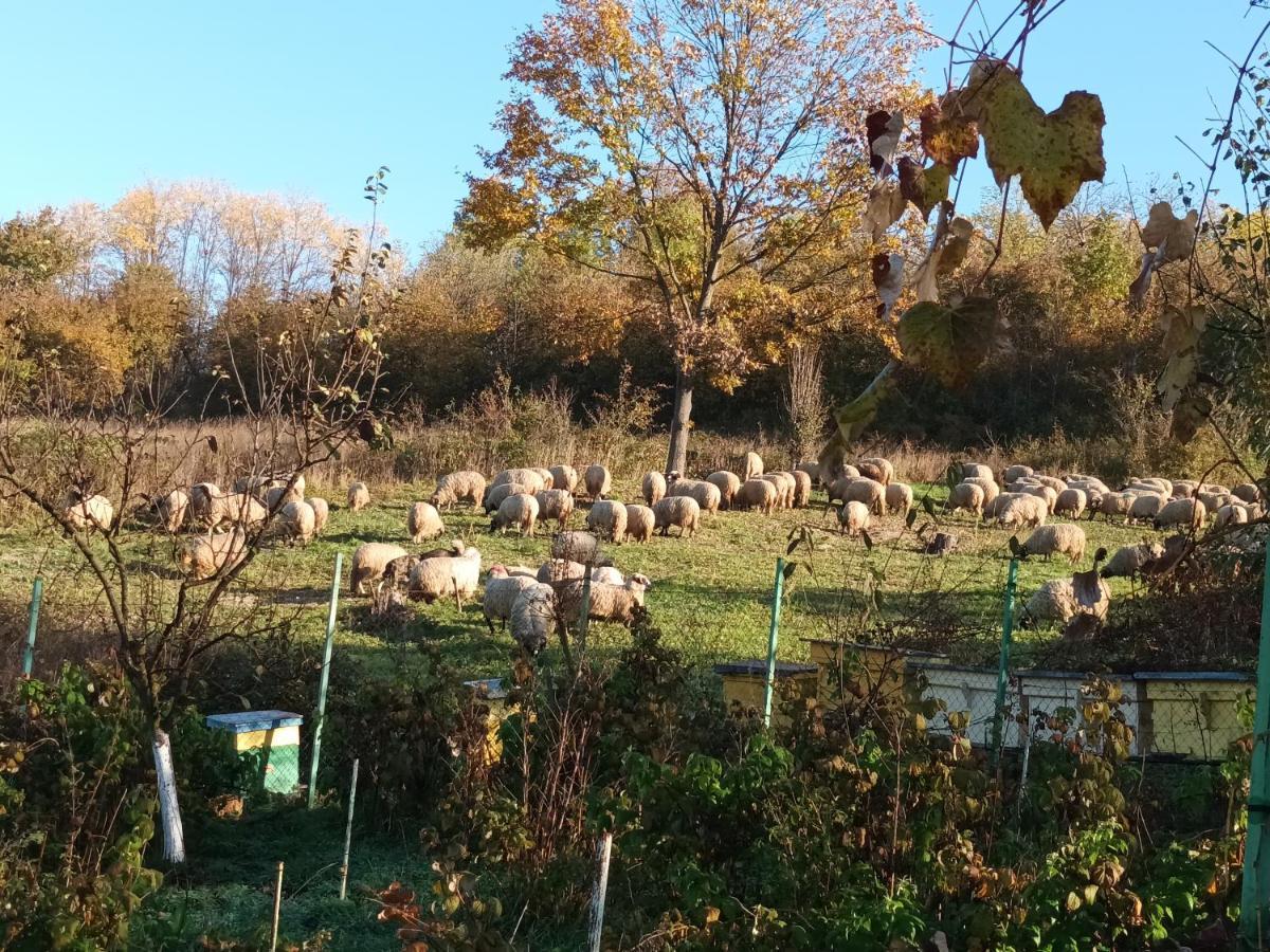 Colt De Rai - Camera De Inchiriat Resita Esterno foto